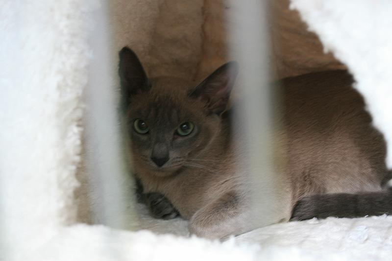 IMG_6621 Nashira's Samsara, TOS a 32
